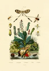 Hormiga de alas filiformes